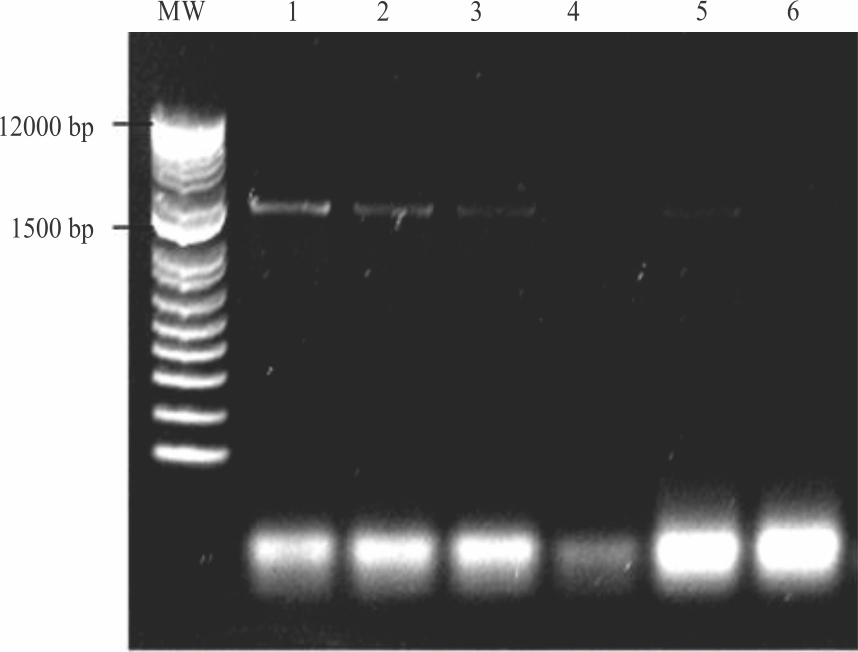 Image for - Amplification and Sequence Analysis of Indole-3-Pyruvic Acid (IPyA) Pathway Related Genes from Bacillus spp.