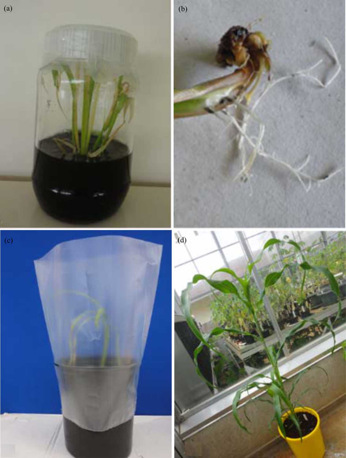 Image for - Tissue Culture of Sweet Sorghum via Mature Embryos