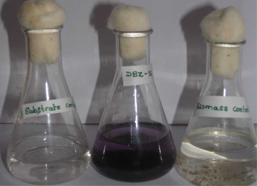 Image for - Biodiversity of Actinomycetes Prevailing in Soil for the Synthesis of Gold Nanoparticles
