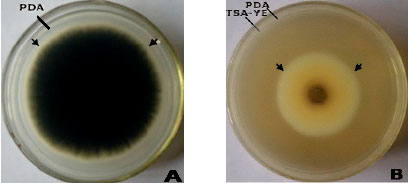 Image for - Antifungal Activities and Components of VOCs Produced by Bacillus subtilis G8