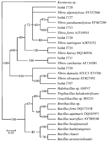 Image for - Phylogenetic Diversity of the Causative Agents of Vibriosis Associated with Groupers Fish from Karimunjawa Islands, Indonesia