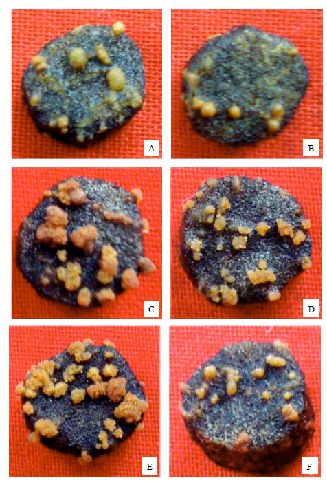 Image for - Isolation of Agrobacterium tumefaciens Strains from Crown Gall Sample of Dicot Plants in Bangladesh
