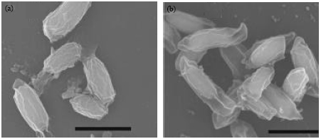 Image for - Morphological Changes Induced by Wet-heat in Bacillus cereus Endospores