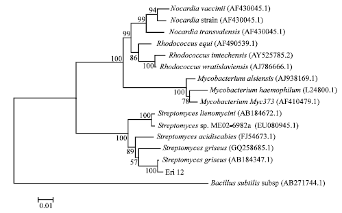 Image for - Antioxidant Activity of a Novel Streptomyces Strain Eri12 Isolated from the Rhizosphere of Rhizoma curcumae Longae
