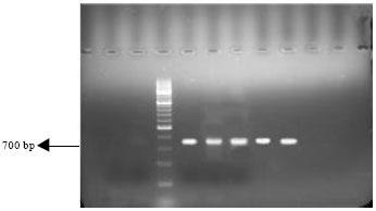 Image for - Molecular Detection of qnrA, qnrB and qnrS Resistance Genes among Salmonella spp. in Iran