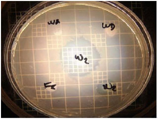 Image for - Anti-Vibrio harveyi Property of Micrococcus luteus Isolated from Rearing Water under Biofloc Technology Culture System