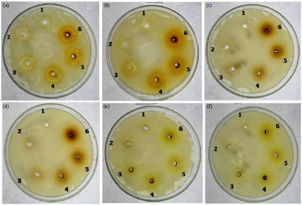 Image for - Characterization of Drug Resistant Bacteria, Conjugal Transfer Efficiency and their Growth Kinetics Against Cassia Plants Leaf Extract