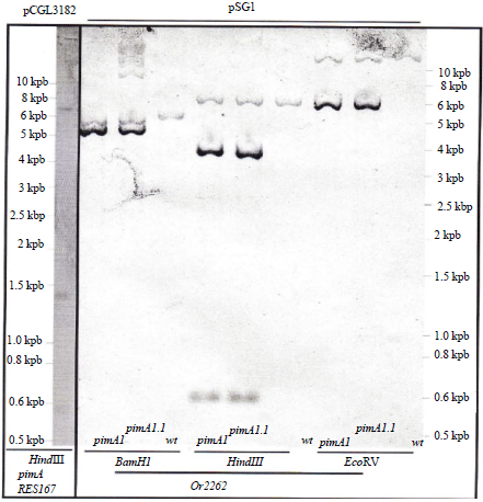 Image for - Cloning of an Internal Fragment of pimA Gene Coding Glycosyl-transferase of Corynebacterium glutamicum