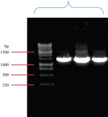 Image for - Characterization and Molecular Identification of Bacterial Isolates from Tail and Fin Rot Infected Silver Carp