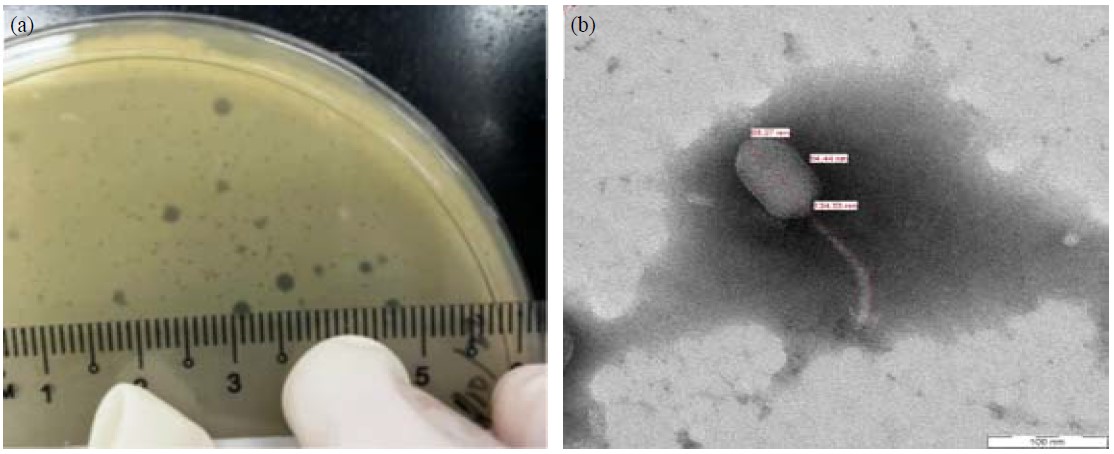 Image for - Potential Phages Against Vibrio alginolyticus from Oyster and Clams