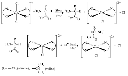 Image for - A Kinetic Study of the Reaction Between trans-[CoCl2(en)2]Cl and the Amino Acids Alanine and Valine