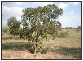 Image for - Monepenepe (Cassia abbriviata): A Medicinal Plant in Botswana