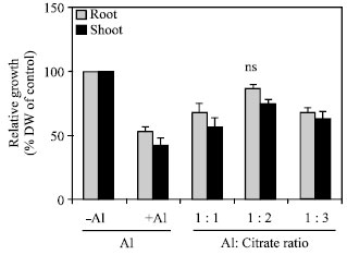 Image for - Alteration of the Profile of Organic Acid Content and Exudation under Aluminum  Stress in Maize (Zea mays L.)