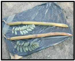 Image for - Monepenepe (Cassia abbriviata): A Medicinal Plant in Botswana