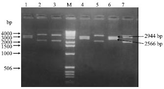 Image for - Construction of a Dehydrin Gene Cassette for Drought Tolerance from Wild Origin for Wheat Transformation