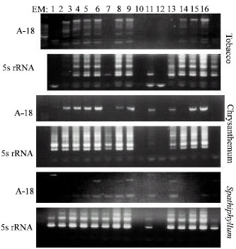 Image for - Effectiveness of DNA Extraction Protocols for Horticultural and Physiological  Model Plant Analyses