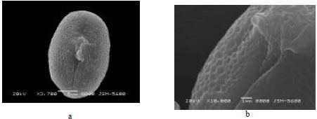 Image for - Morphology, Pollen, Seed Structure and Karyological Study on Astragalus  ovalis Boiss. & Balansa (Sect. Ammodendron) in Turkey