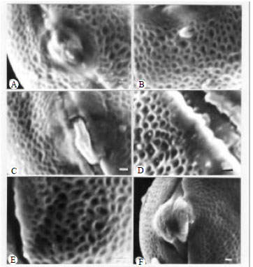Image for - Pollen Morphology of Astragalus L. Section Alopecuroidei DC. (Fabaceae) in Turkey