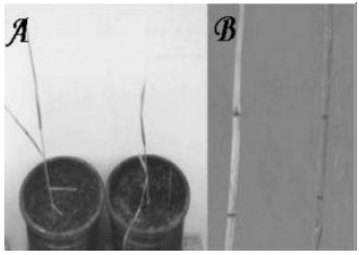 Image for - Construction of a Dehydrin Gene Cassette for Drought Tolerance from Wild Origin for Wheat Transformation