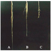 Image for - Alteration of the Profile of Organic Acid Content and Exudation under Aluminum  Stress in Maize (Zea mays L.)