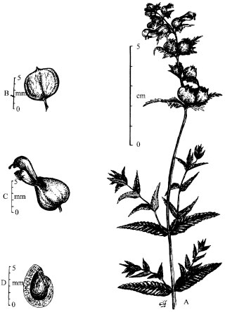 Image for - On the Concept of Rhinanthus angustifolius and Rhynchocorys elephas (Scrophulariaceae) in Iran