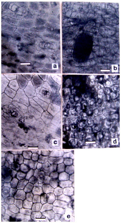 Image for - Microstructural Characters of the Inflorescence Bracts Discriminate Between Musa sapientum L. and M. paradisiaca L.