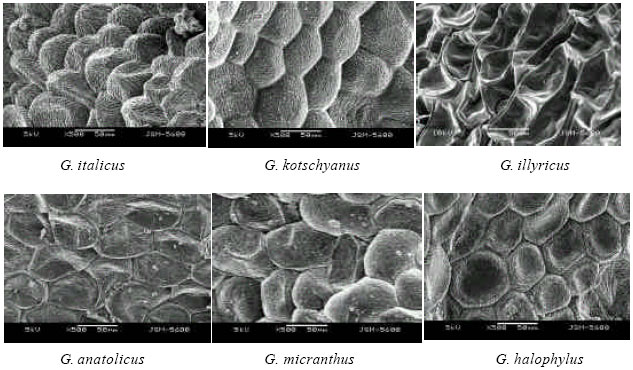 Image for - Preliminary SEM Observations on the Seed Testa Structure of Gladiolus L. Species from Turkey