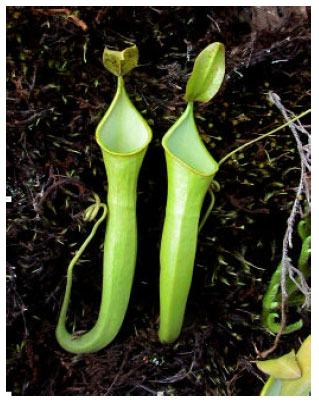 Image for - Pitcher Plants (Nepenthes) Recorded from Keningau-Kimanis Road in Sabah, Malaysia