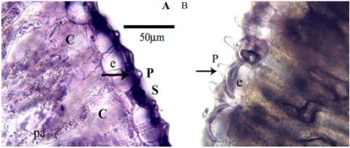 Image for - Anatomical Study of Salicornieae Dumort. (Chenopodiaceae Vent.) Native to Iran