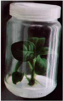 Image for - Micropropagation of Dieffenbachia Plants from a Single Stem-Nodes