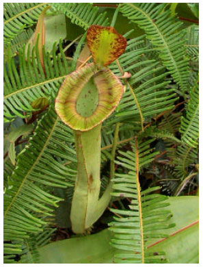 Image for - Pitcher plants of Lambir Hill in Miri, Sarawak State of Malaysia