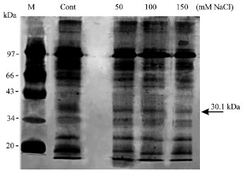 Image for - A Possible Role of Triosephosphate/Phosphate Translocator of Chloroplast Envelope Membrane in the Responses of Tomato Plants to Salinity