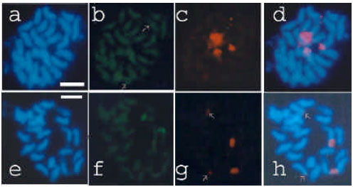 Image for - Cytology and Molecular Cytogenetics of Cucumeropsis mannii Naudin: Implications for Breeding and Germplasm Characterization
