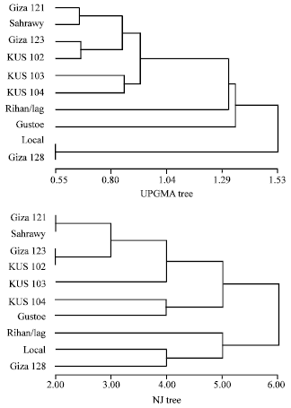 Image for - Genetic Relationships of Some Barley Cultivars, Based on Morphological Criteria and RAPD Fingerprinting