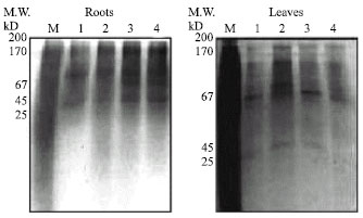 Image for - Salicylic Acid Alleviates the Copper Toxicity in Sunflower Seedlings