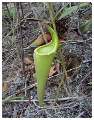 Image for - Pitcher Plants (Nepenthes) Recorded from Keningau-Kimanis Road in Sabah, Malaysia