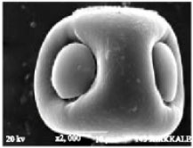 Image for - Anatomy, Morphology, Palynology and Antimicrobial Activity of Amsonia orientalis Decne. (Apocynaceae) Growing in Turkey