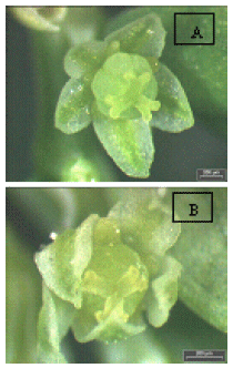 Image for - In vitro Plant Regeneration, Flowering and Fruiting of Phyllanthus niruri L. (Euphorbiaceae)