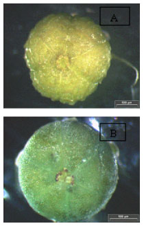 Image for - In vitro Plant Regeneration, Flowering and Fruiting of Phyllanthus niruri L. (Euphorbiaceae)