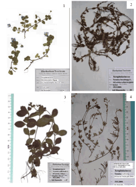 Image for - Morphological, Anatomical and Palynological Properties of Some Turkish Veronica L. Species (Scrphulariaceae)
