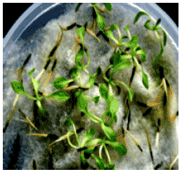 Image for - Micropropagation of Inula racemosa Hook.f. A Valuable Medicinal Plant