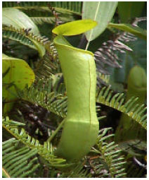 Image for - Pitcher Plants (Nepenthes) Recorded From Universiti Kebangsaan Malaysia, Bangi, Selangor, Malaysia