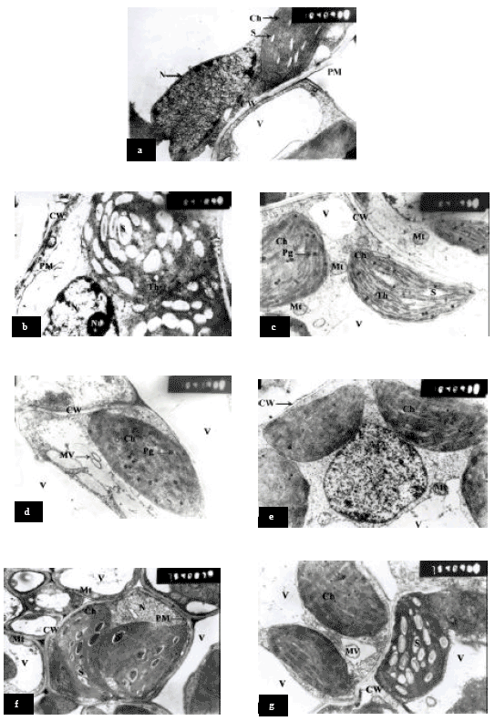 Image for - The Effect of Glycinebetaine or Ascorbic Acid on the Salt-Stress Induced Damages in Sorghum Plant Cells