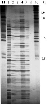 Image for - Genetic Diversity in Hordeum spontaneum C. Koch of Northern Jordan (Ajloun Area) as Revealed by RAPD and AFLP Markers