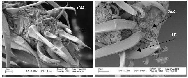 Image for - Effect of Caffeine on Structure and Ultrastructure of Shoot Apical Meristem of Phaseolus vulgaris L.