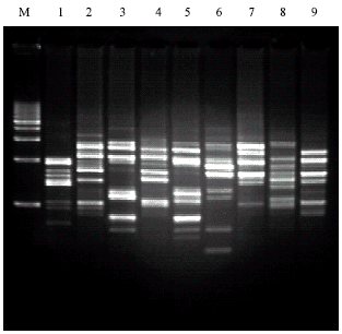Image for - DNA Fingerprinting in Utricularia L. Section Utricularia as Revealed by PCR Based Assay