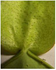 Image for - Pitcher Plants (Nepenthes) Recorded From Universiti Kebangsaan Malaysia, Bangi, Selangor, Malaysia