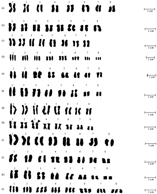 Image for - Karyotype Analysis and Systematic Relationships in the Egyptian Astragalus L. (Fabaceae)