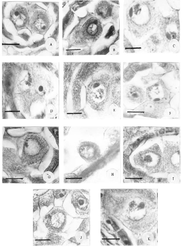Image for - The Reasons of Sterility During Pollen Grain Formation in the Natural Tetraploid Trifolium pratense L.