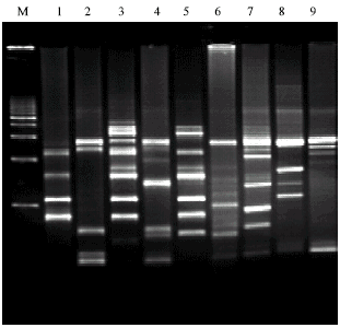Image for - DNA Fingerprinting in Utricularia L. Section Utricularia as Revealed by PCR Based Assay